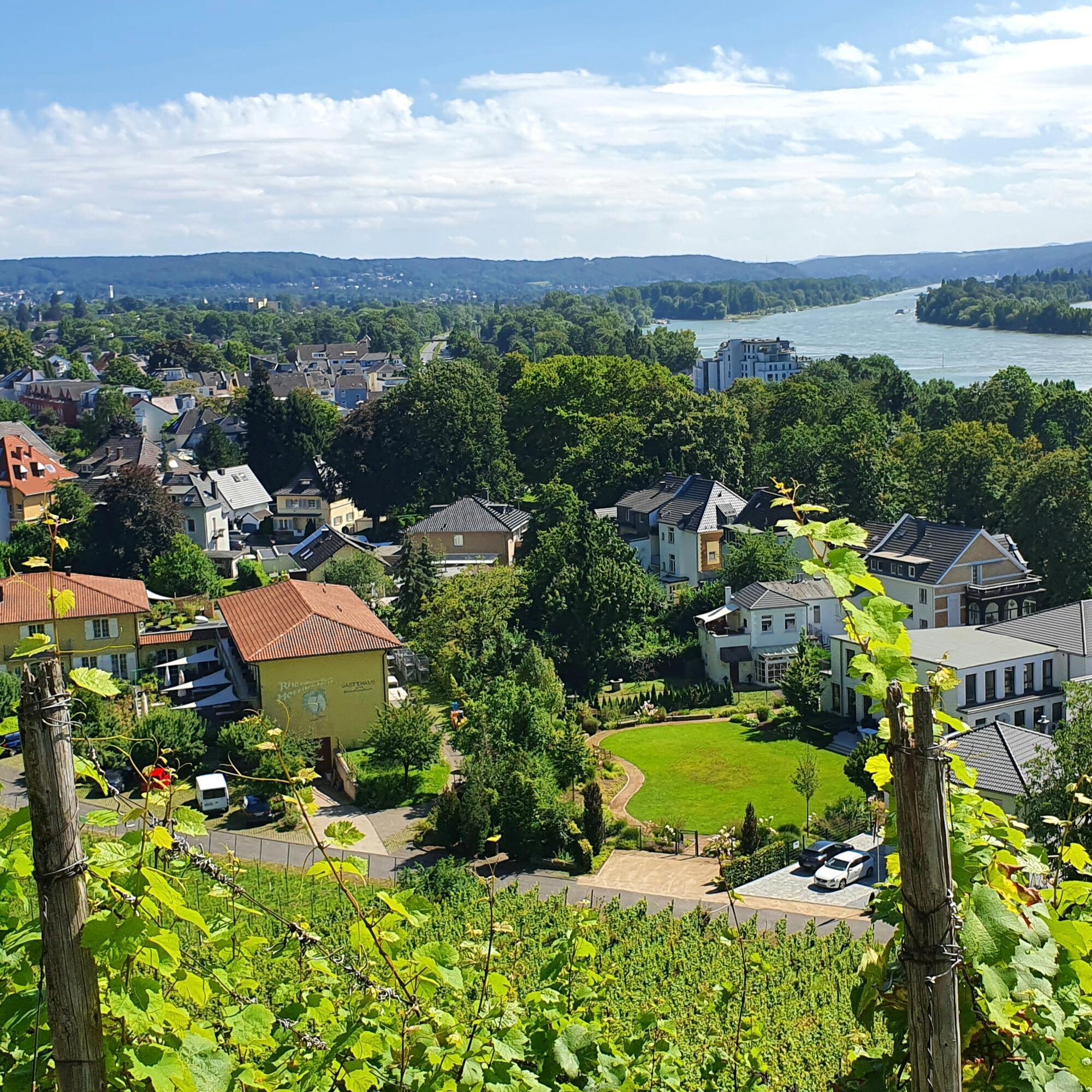 Weingut pieper landschaft