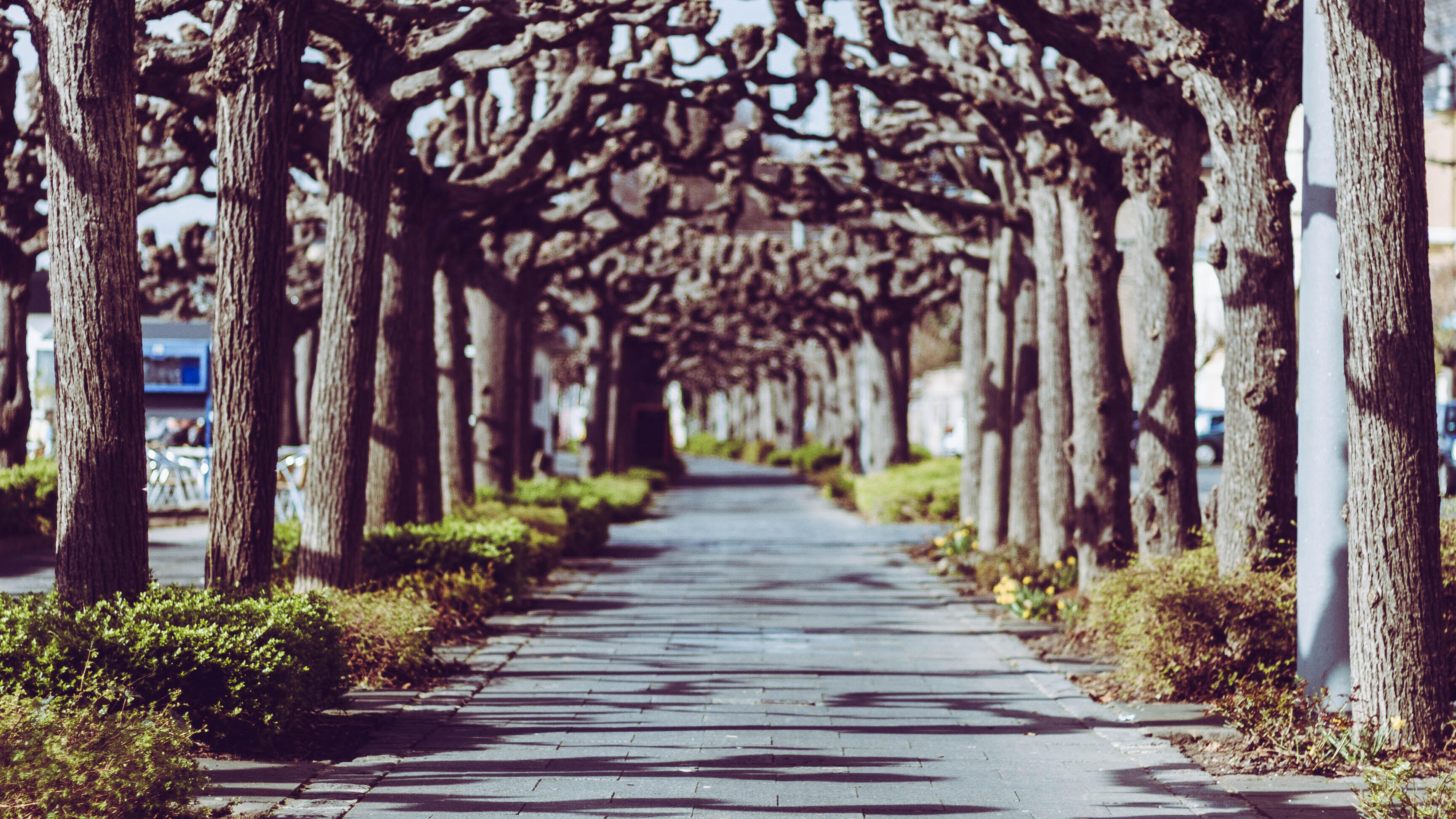 Rheinpromenade Koenigswinter Baeume Allee