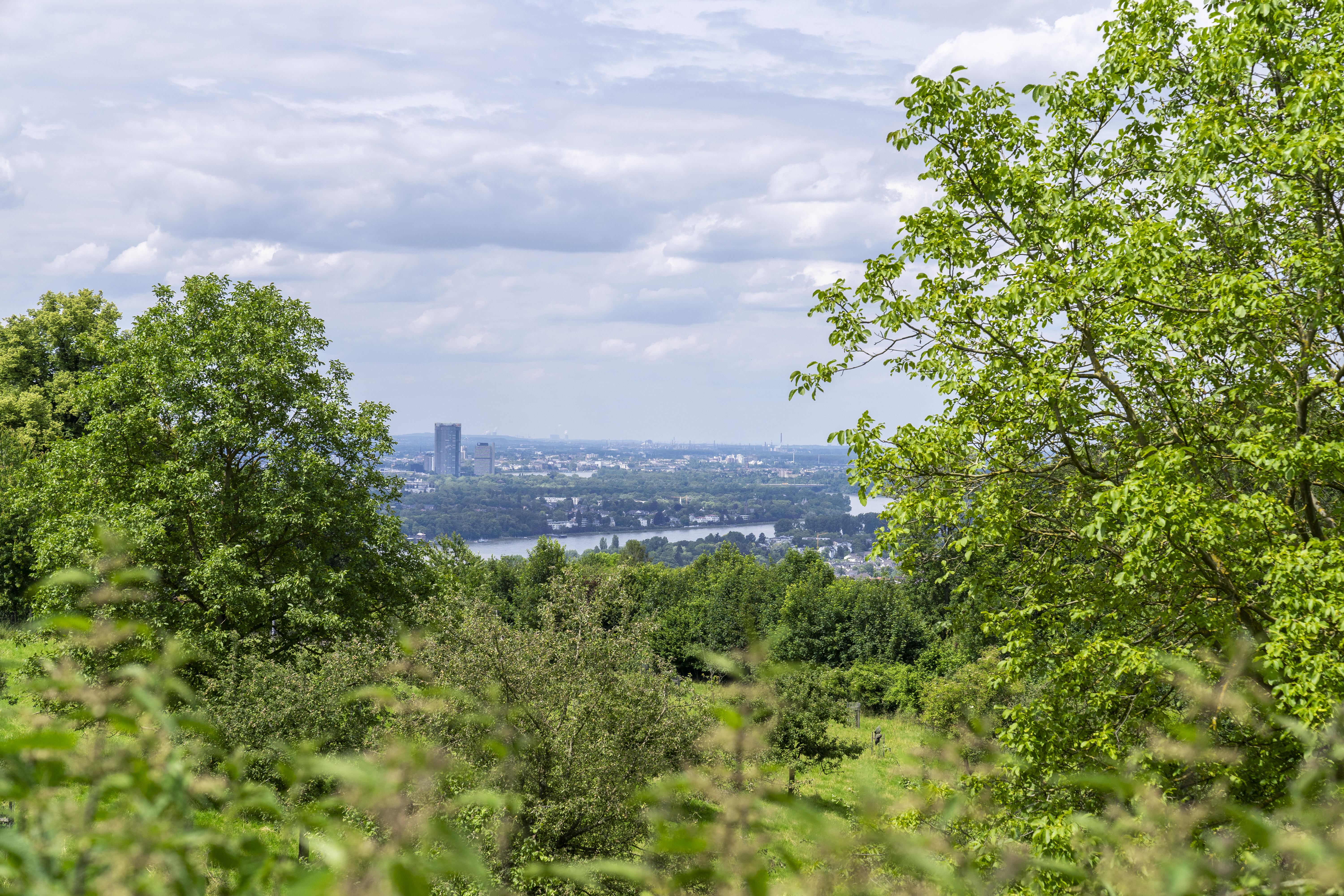 Blick vom Drachenfels auf Bonn