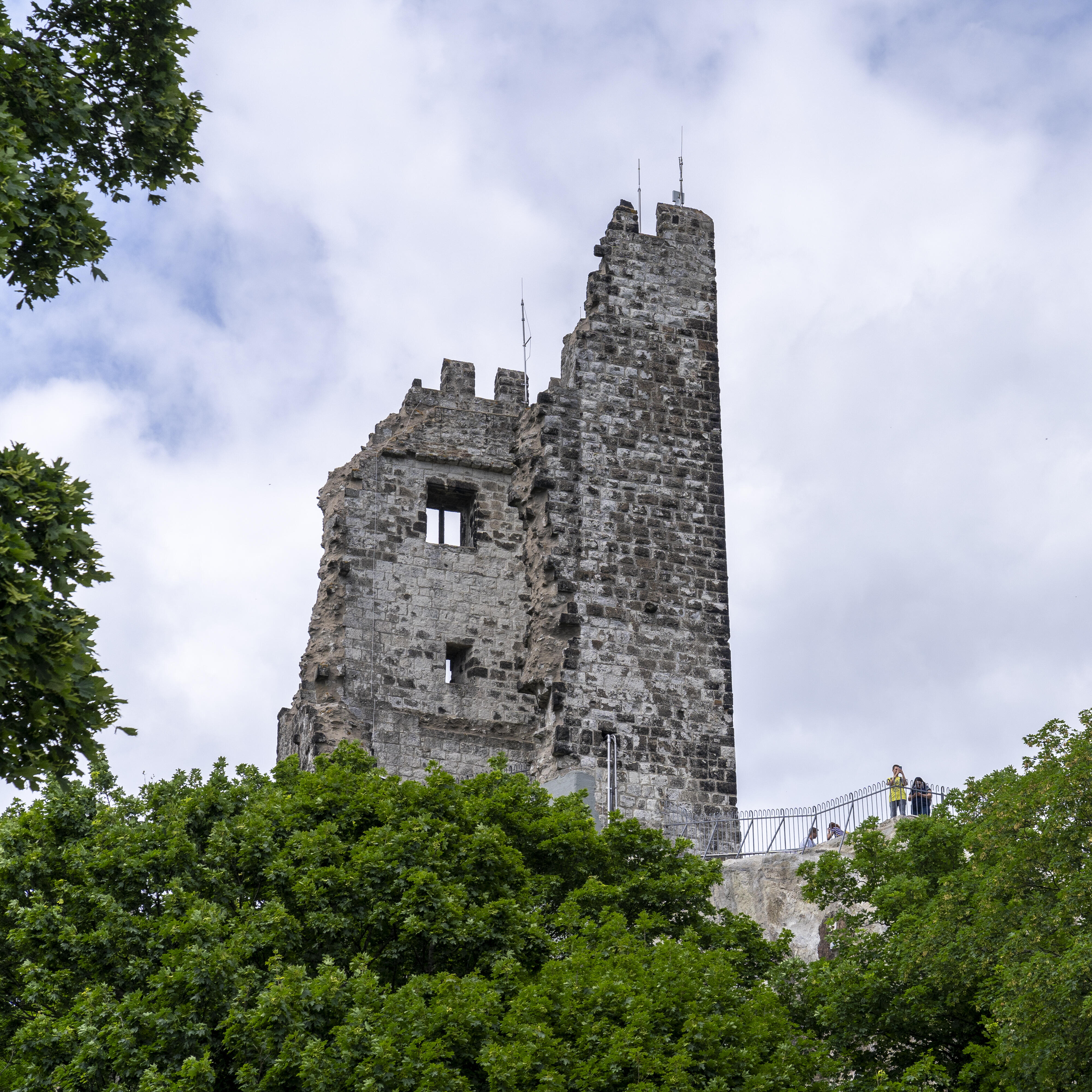 Drachenfels Ruine Sommer